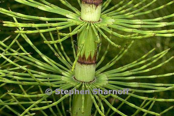 equisetum 1 graphic